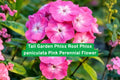Tall Garden Phlox Bare Root – Pink Perennial Flower for Borders, Pollinator Gardens, Phlox paniculata