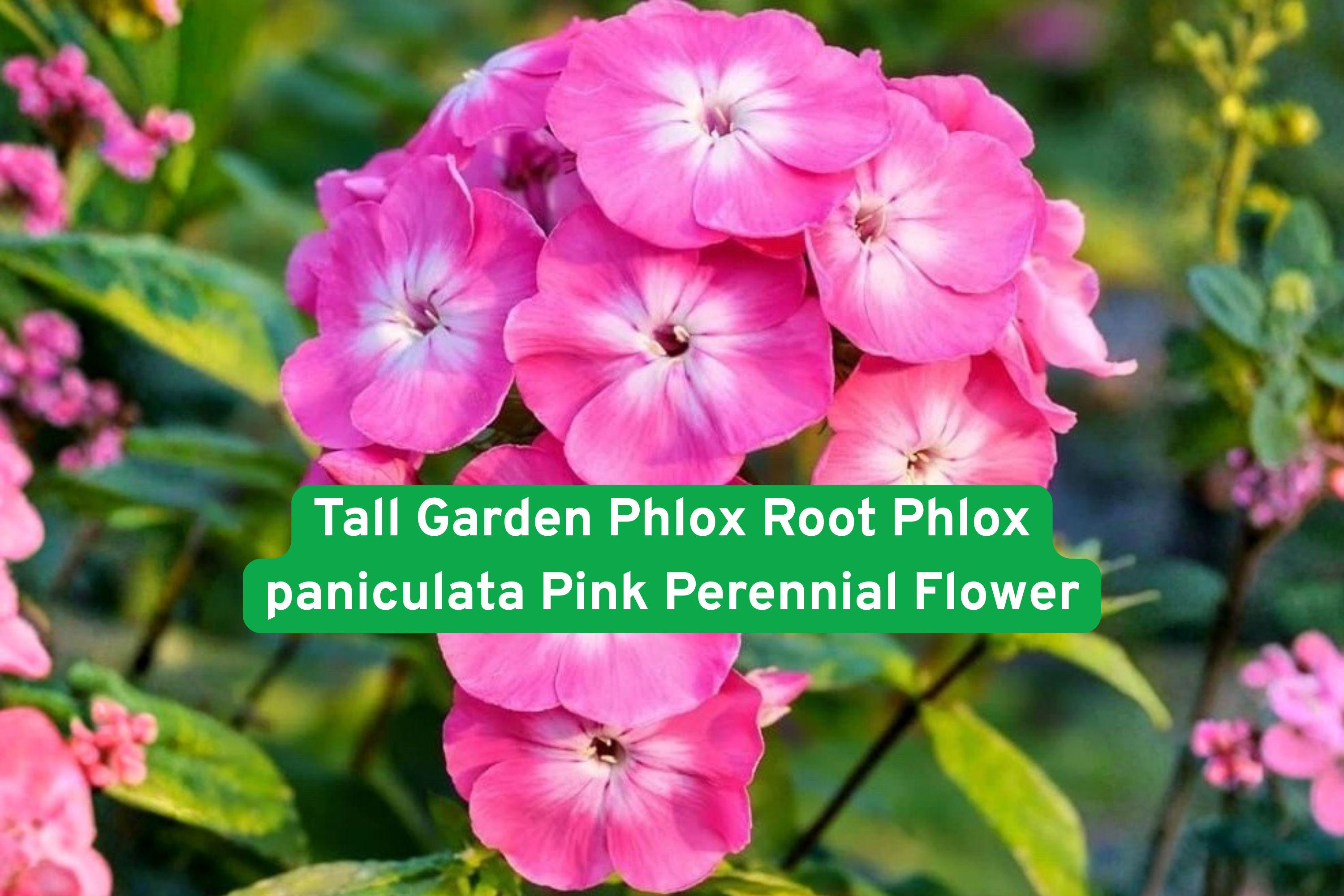 Tall Garden Phlox Bare Root – Pink Perennial Flower for Borders, Pollinator Gardens, Phlox paniculata