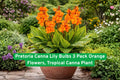 Pretoria Canna Lily Bulbs 3 Pack | Vibrant Orange Flowers & Striped Foliage | Canna indica Tropical Plant