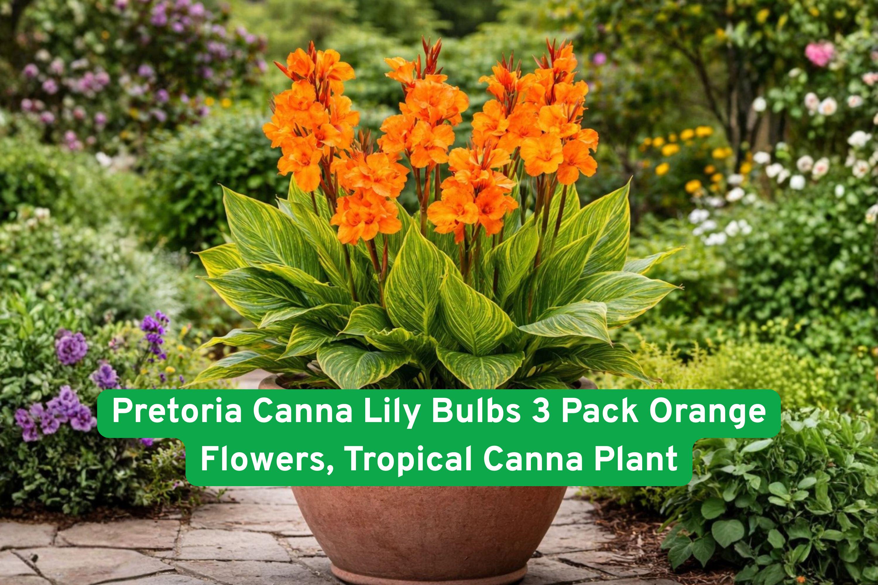 Pretoria Canna Lily Bulbs 3 Pack | Vibrant Orange Flowers & Striped Foliage | Canna indica Tropical Plant