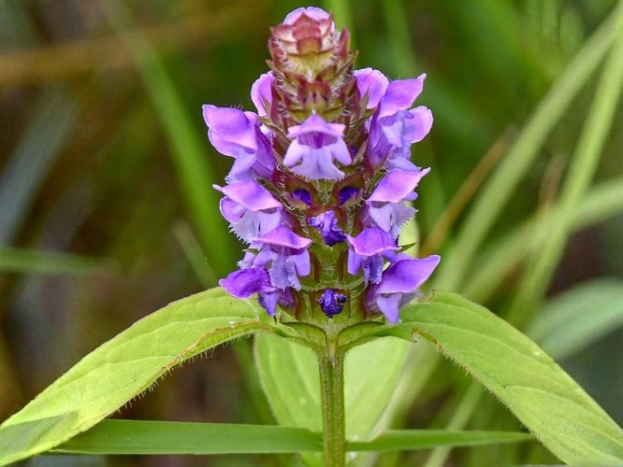 Heal All Prunella Vulgaris Seeds – Wildflower, Heirloom, Self-Heal, Purple Flower, Pollinator Garden, Non-GMO