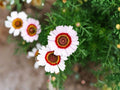 Painted Daisy Seeds | 100 Tricolor Flower Seeds | Glebionis carinata | Bright Red, Yellow, White, Orange Blooms