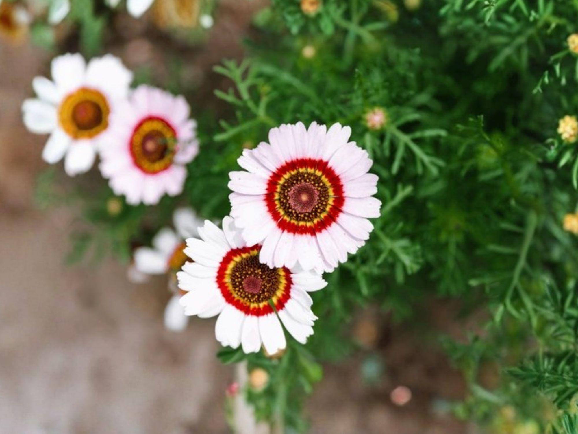 Painted Daisy Seeds | 100 Tricolor Flower Seeds | Glebionis carinata | Bright Red, Yellow, White, Orange Blooms