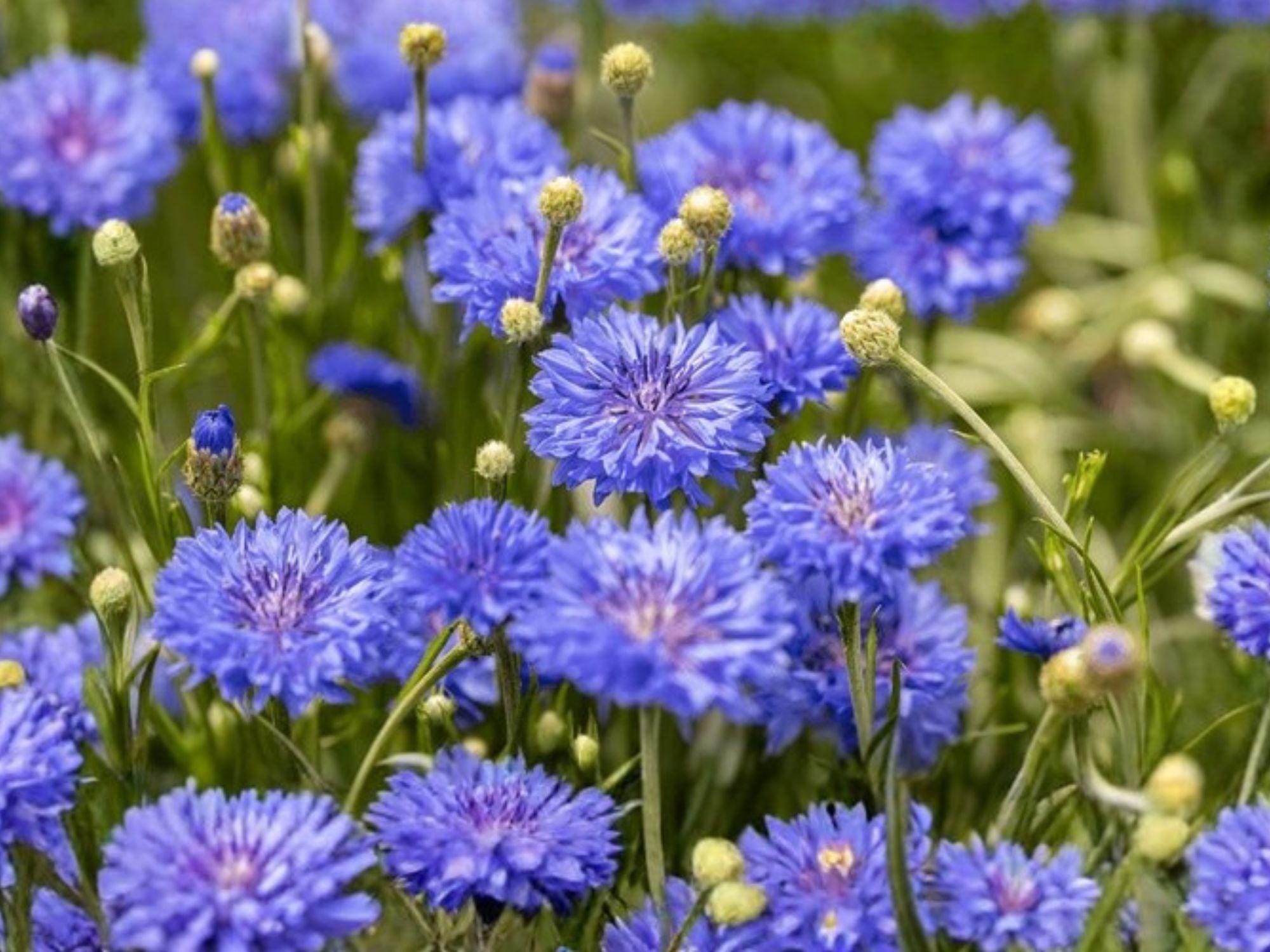 Blue Bachelor’s Button Seeds | Centaurea Cyanus | Bright Blue Fringed Flowers | 100 Seeds for Garden Beds & Borders