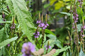 Blue Vervain Seeds (Verbena hastata) – Native Wildflower for Wetlands, Rain Gardens & Pollinator Gardens