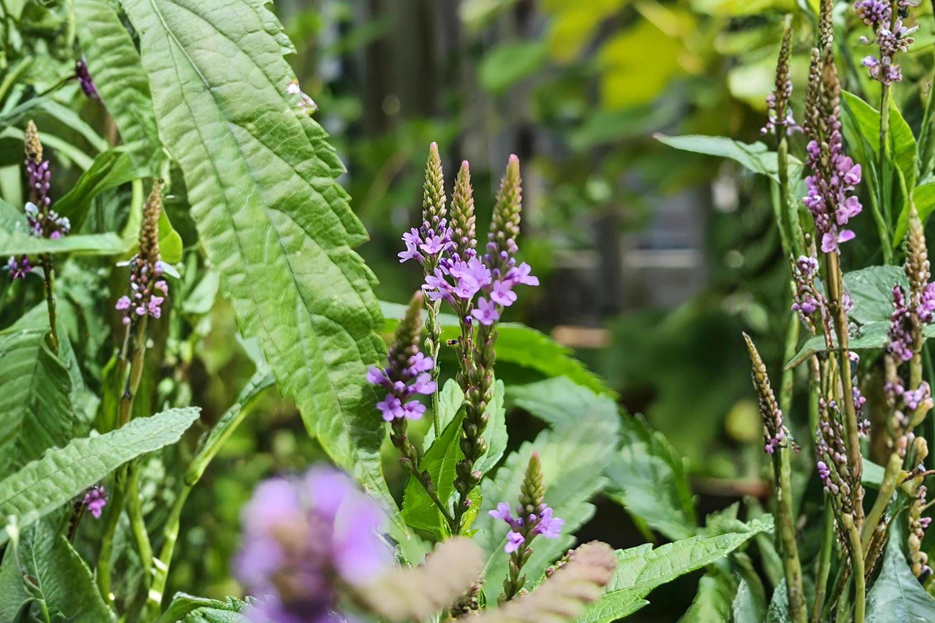 Blue Vervain Seeds (Verbena hastata) – Native Wildflower for Wetlands, Rain Gardens & Pollinator Gardens