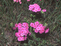 Annual Phlox Flower Seeds | Phlox drummondii | Bright Colorful Garden Plant for Borders & Containers