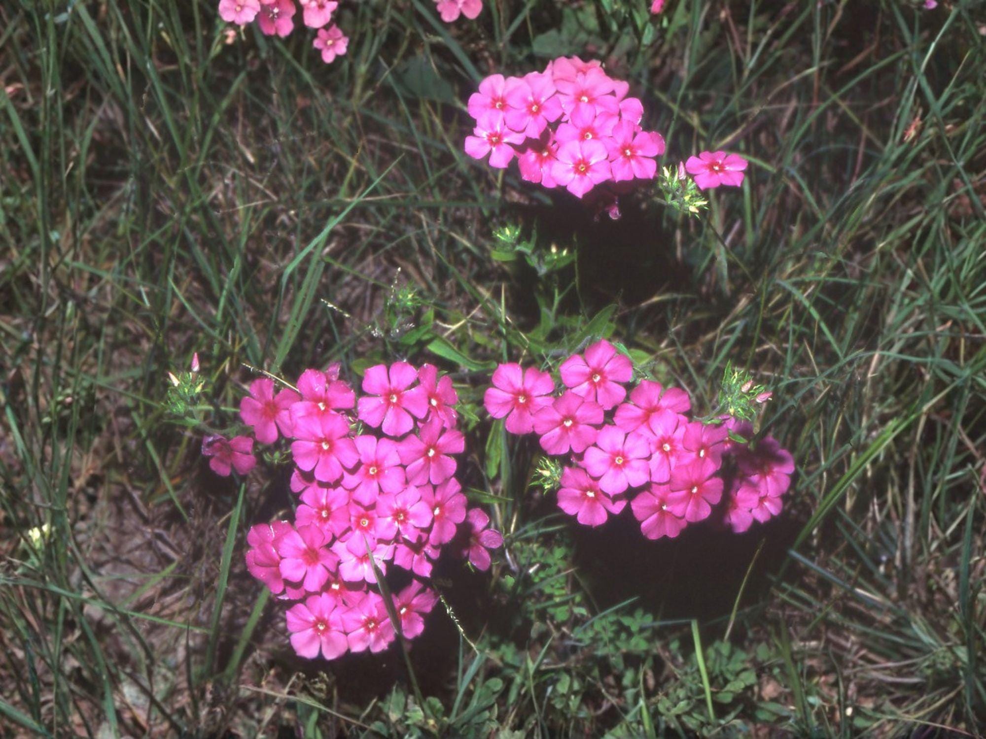 Annual Phlox Flower Seeds | Phlox drummondii | Bright Colorful Garden Plant for Borders & Containers