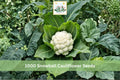 Snowball Cauliflower Seeds, Heirloom Brassica oleracea, White Heads, Cool-Season Vegetable, Garden Seeds, 1000+ Seeds