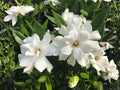 2 Rooted Gardenia Jasminoides Shrubs – Fragrant White Flowers, Evergreen Flowering Plants, Gardenia, Cape Jasmine, 6-inch Tall