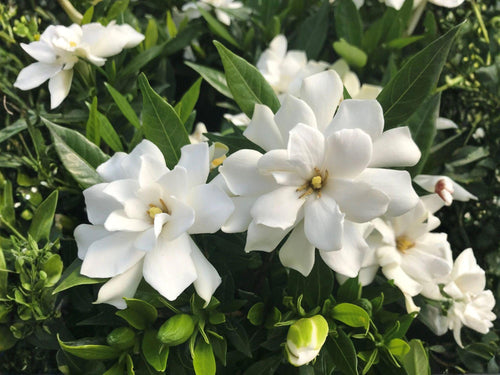 2 Rooted Gardenia Jasminoides Shrubs – Fragrant White Flowers, Evergreen Flowering Plants, Gardenia, Cape Jasmine, 6-inch Tall