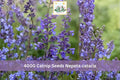 4000+ Catnip Seeds Nepeta cataria Perennial Herb for Gardens & Containers, Aromatic Green Foliage