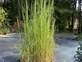 Andropogon virginicus Seeds – Native Prairie Grass, Ornamental Broomsedge, Non-GMO, Heirloom, Drought Tolerant, Low Maintenance