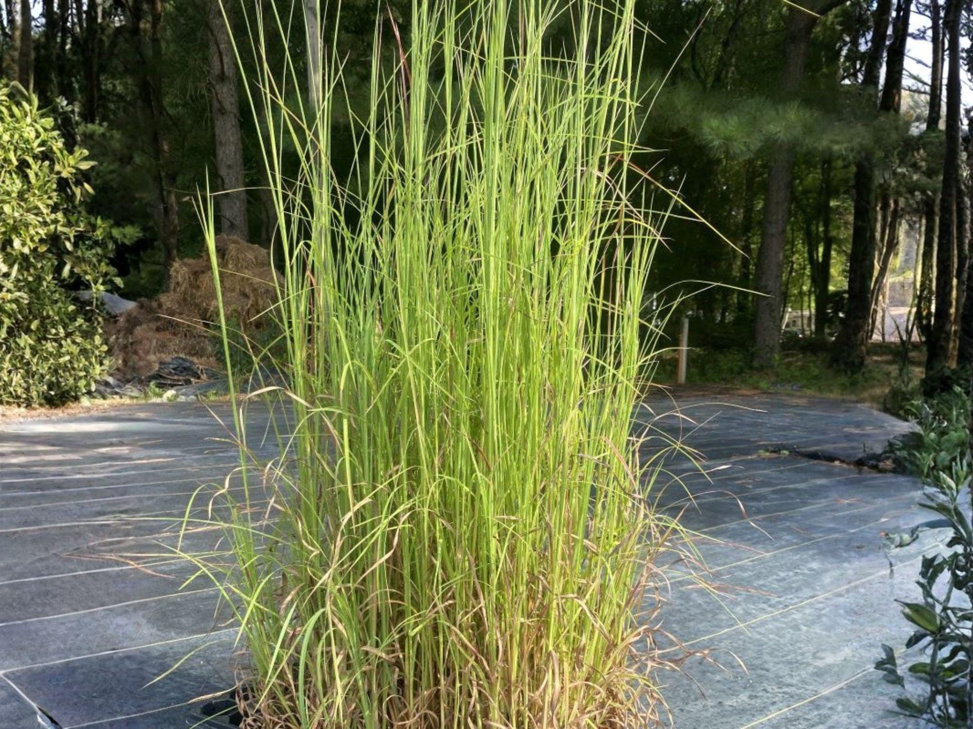 Andropogon virginicus Seeds – Native Prairie Grass, Ornamental Broomsedge, Non-GMO, Heirloom, Drought Tolerant, Low Maintenance