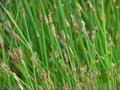 Eleocharis acicularis Seeds – Water Garden Aquatic Spike Rush Non-GMO Heirloom Pond Plant