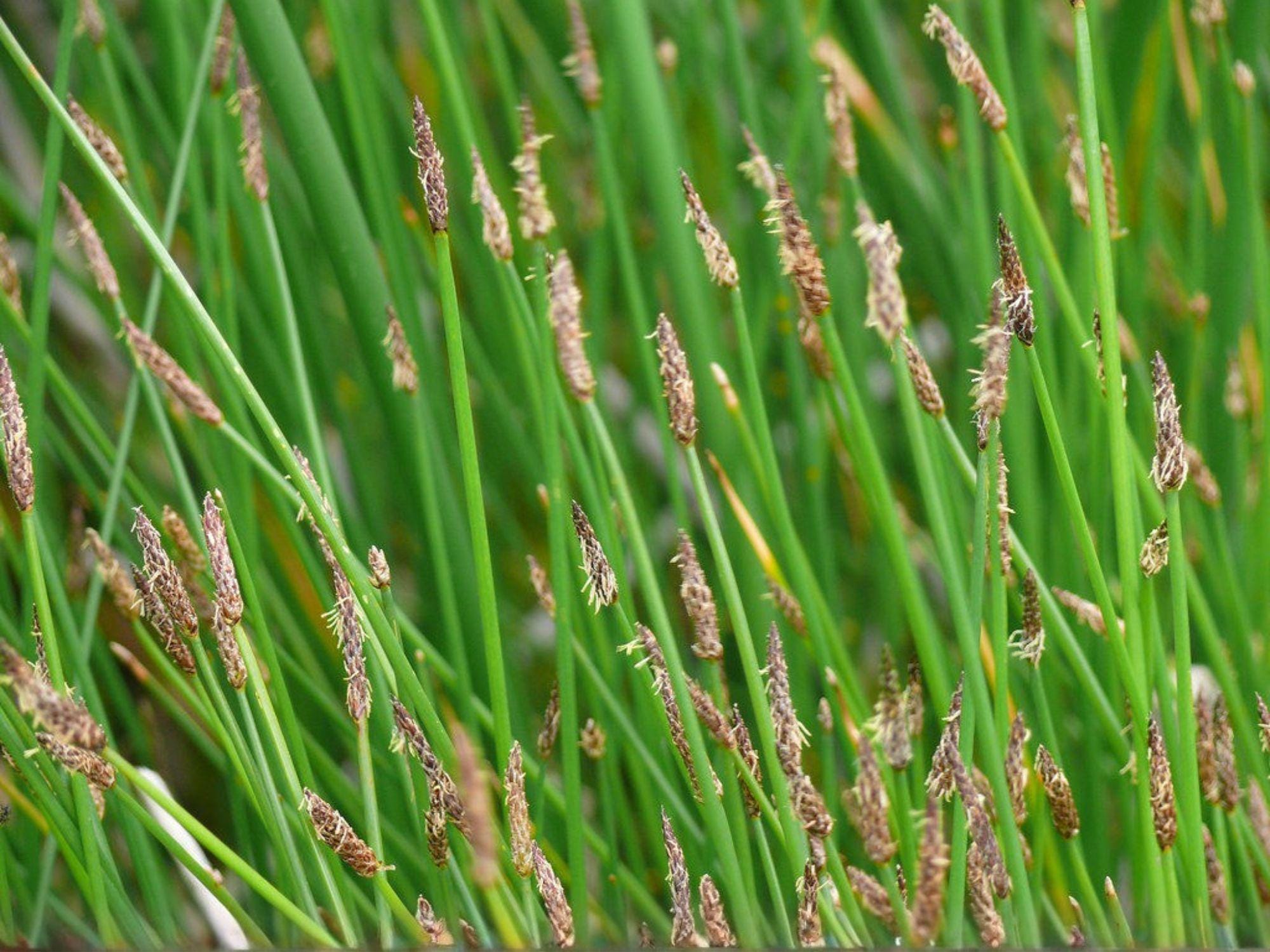 Eleocharis acicularis Seeds – Water Garden Aquatic Spike Rush Non-GMO Heirloom Pond Plant
