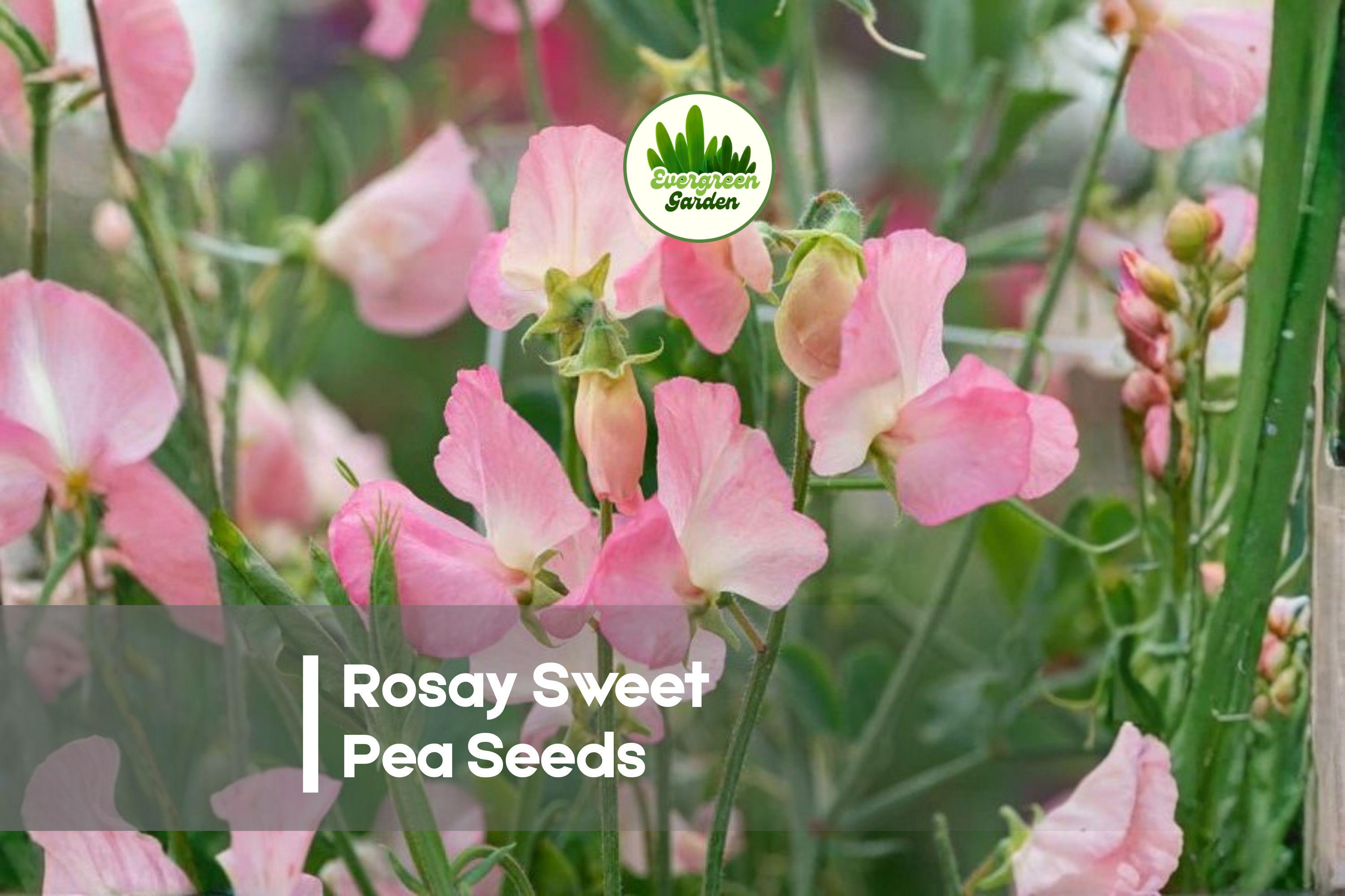 50 Rosay Sweet Pea Seeds, Pink Fragrant Climbing Flower, Lathyrus odoratus, Cottage Garden, Vertical, Cutting, Trellis