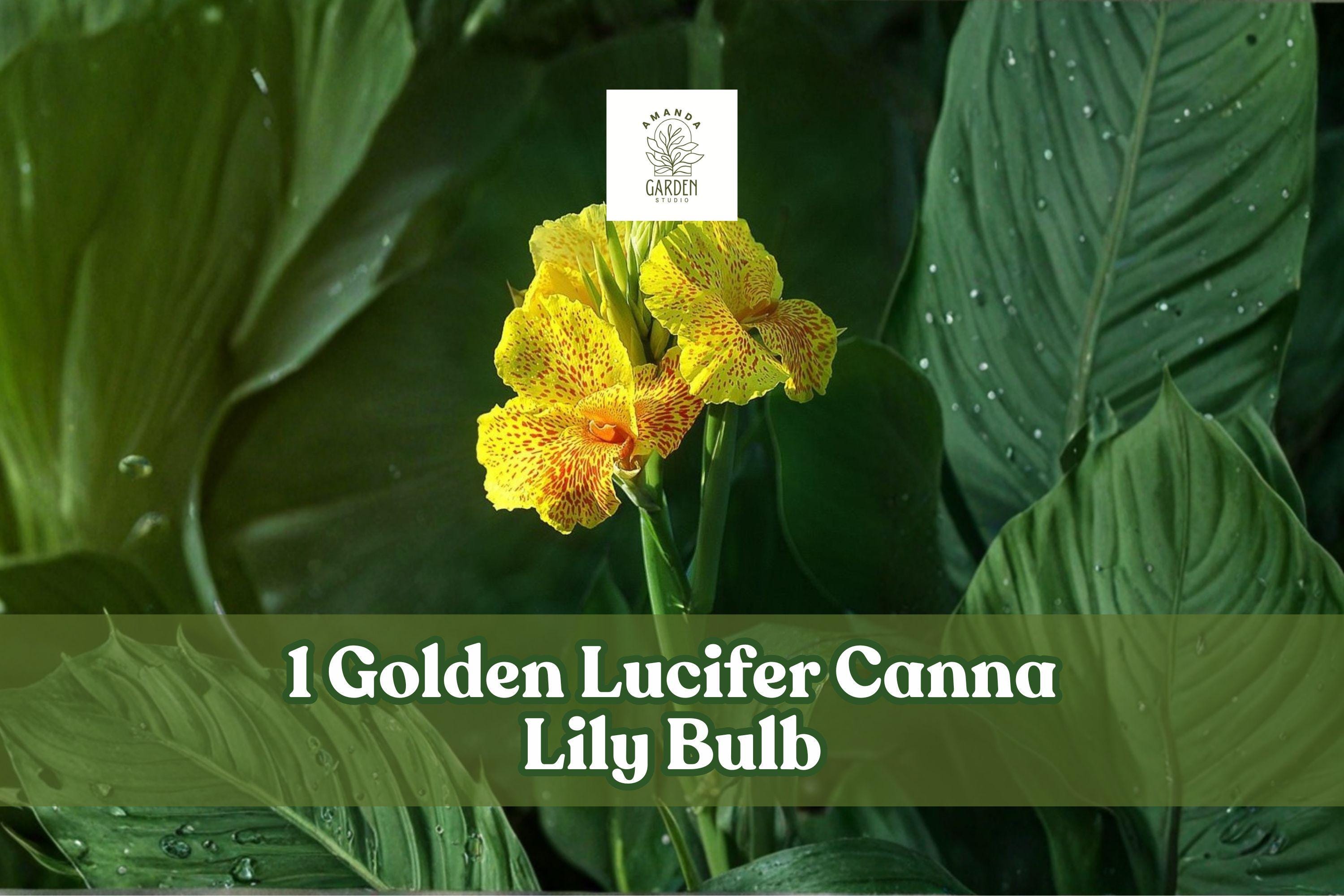 Golden Lucifer Canna Lily Bulb – Tropical Perennial Canna indica with Red & Yellow Flowers for Garden Beds & Containers