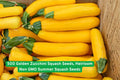 Golden Zucchini Seeds – Heirloom Non-GMO Summer Squash, Bright Yellow, High-Yield, Easy to Grow, Cucurbita pepo, Vegetable Seeds