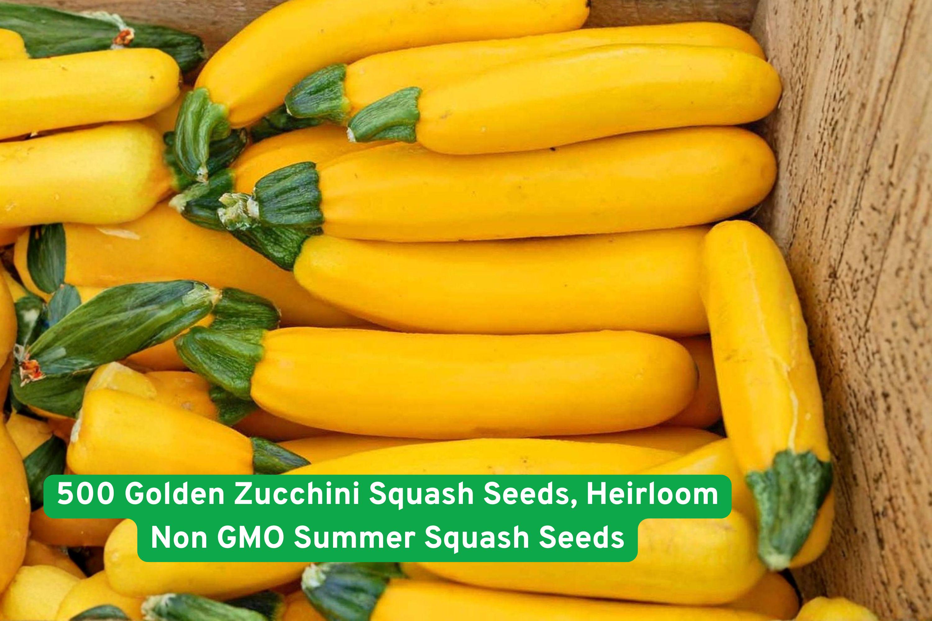Golden Zucchini Seeds – Heirloom Non-GMO Summer Squash, Bright Yellow, High-Yield, Easy to Grow, Cucurbita pepo, Vegetable Seeds