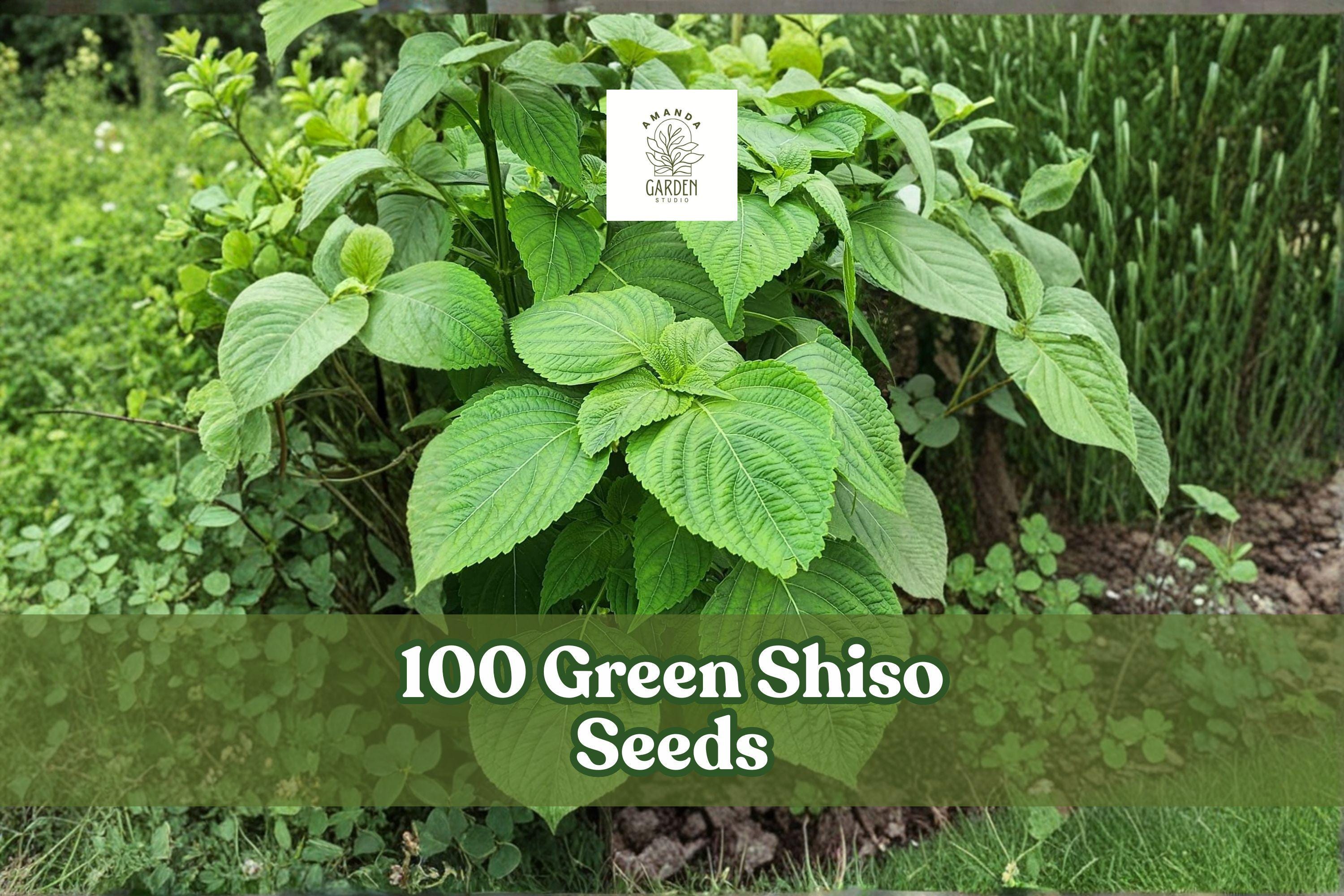 Green Shiso Seeds, Perilla frutescens Herb, 100+ Seeds for Culinary, Asian Cuisine, Indoor & Garden Growing