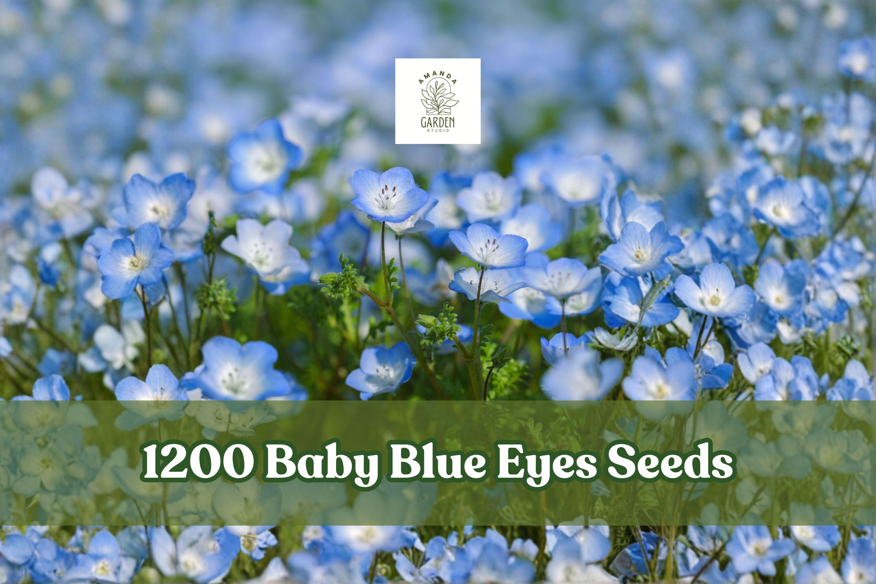 Baby Blue Eyes Seeds, Nemophila menziesii, Wildflower Ground Cover, Blue Blooms, Annual, 1200+ Seeds