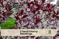 Sand Cherry Seedlings - Live Prunus spp. Shrubs for Landscaping, Borders, Sandy Soils