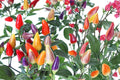 5 Color Pepper Seeds – Capsicum annuum, Multicolor Ornamental and Edible Small Peppers, Garden and Container Plant