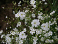 Baby’s Breath Covent Garden White Seeds | Gypsophila elegans, White Flowers, Annual Garden Plant, 100 Seeds