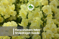 1000 Floral Showers Yellow Snapdragon Seeds, Antirrhinum majus, Bright Yellow, Compact Annual for Borders & Containers
