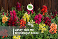 1000 Candy Tops Mix Snapdragon Seeds - Compact Annual Antirrhinum majus for Borders, Containers, and Pollinator Gardens