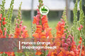 1000 Monaco Orange Snapdragon Seeds - Bright Orange Antirrhinum majus for Cut Flowers, Borders, Pollinator Gardens