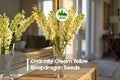 1000 Chantilly Cream Yellow Snapdragon Seeds | Antirrhinum majus | Tall Annual Flowers for Borders, Cut Flowers, Cottage Gardens