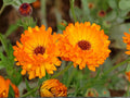 Calendula Officinalis Seeds | Pacific Beauty Orange Flower | Bright Orange Daisy-Like Blooms | Garden & Container Planting | 100 Seeds
