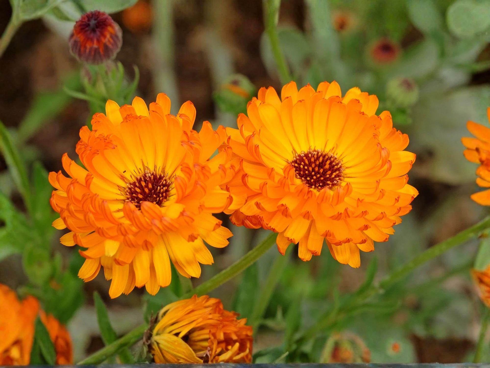 Calendula Officinalis Seeds | Pacific Beauty Orange Flower | Bright Orange Daisy-Like Blooms | Garden & Container Planting | 100 Seeds