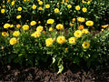Calendula Officinalis Seeds | Pacific Beauty Dark Yellow Flower | Bright Daisy-Like Blooms | Garden & Container Planting