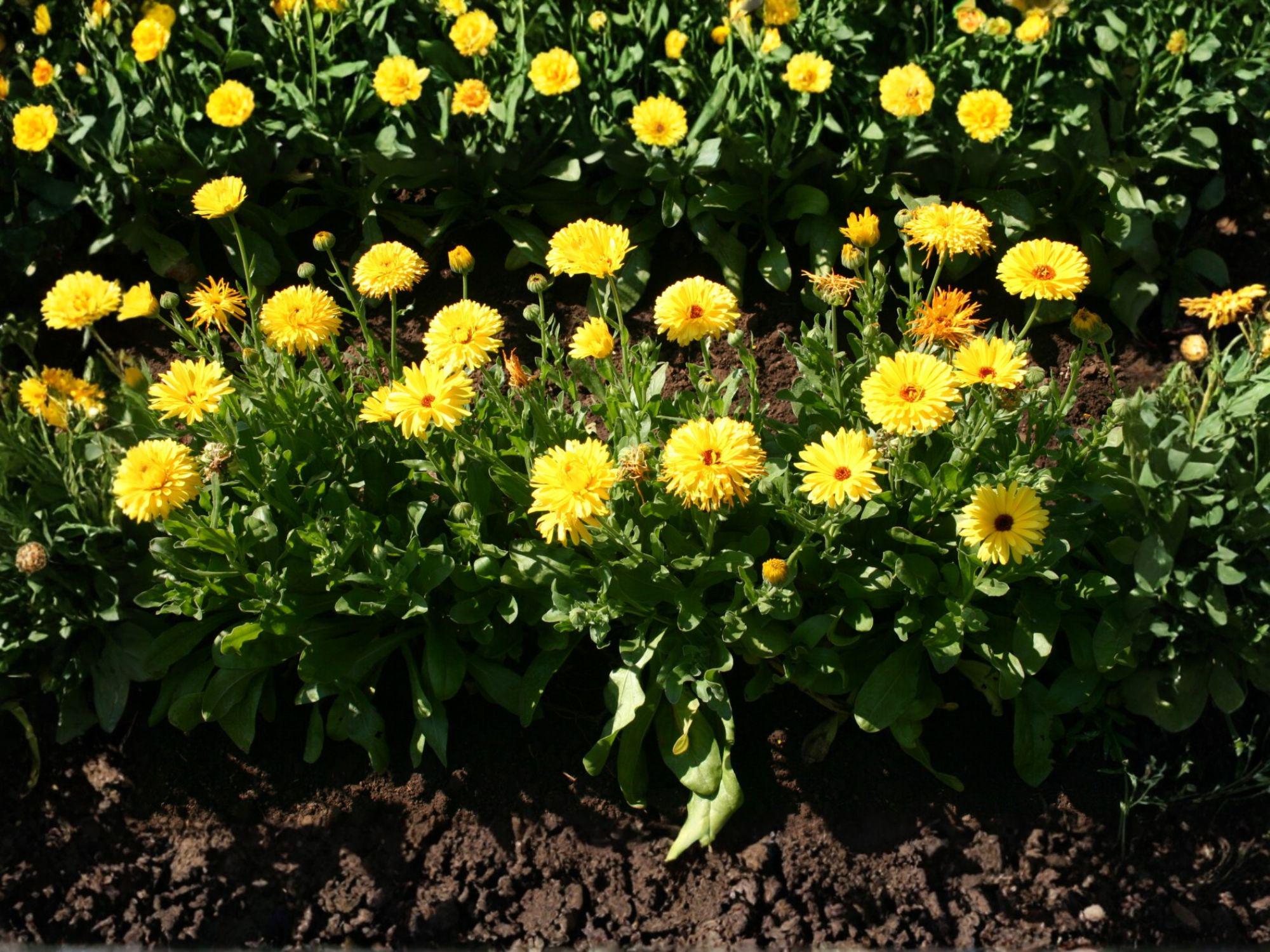Calendula Officinalis Seeds | Pacific Beauty Dark Yellow Flower | Bright Daisy-Like Blooms | Garden & Container Planting