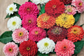 California Giant Zinnia Seeds – 250 Pack, Zinnia elegans, Bright Colorful Blooms, Garden & Container Flowers