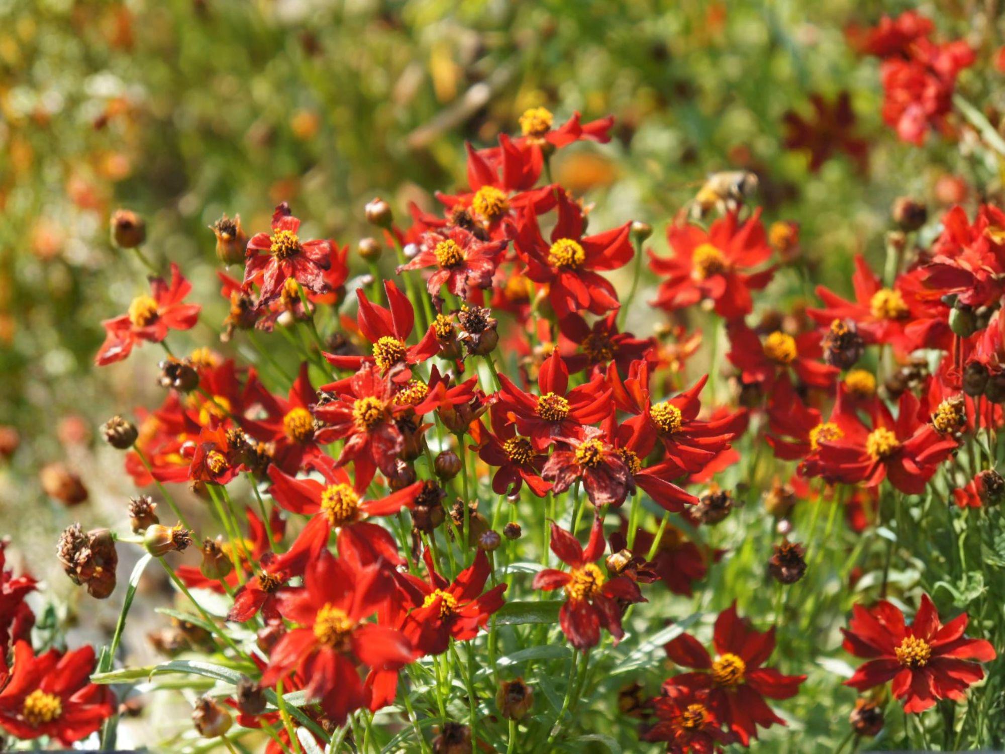 Dwarf Red Coreopsis Seeds | Plains Coreopsis Flower | Coreopsis tinctoria | 250 Seeds for Garden Beds & Borders