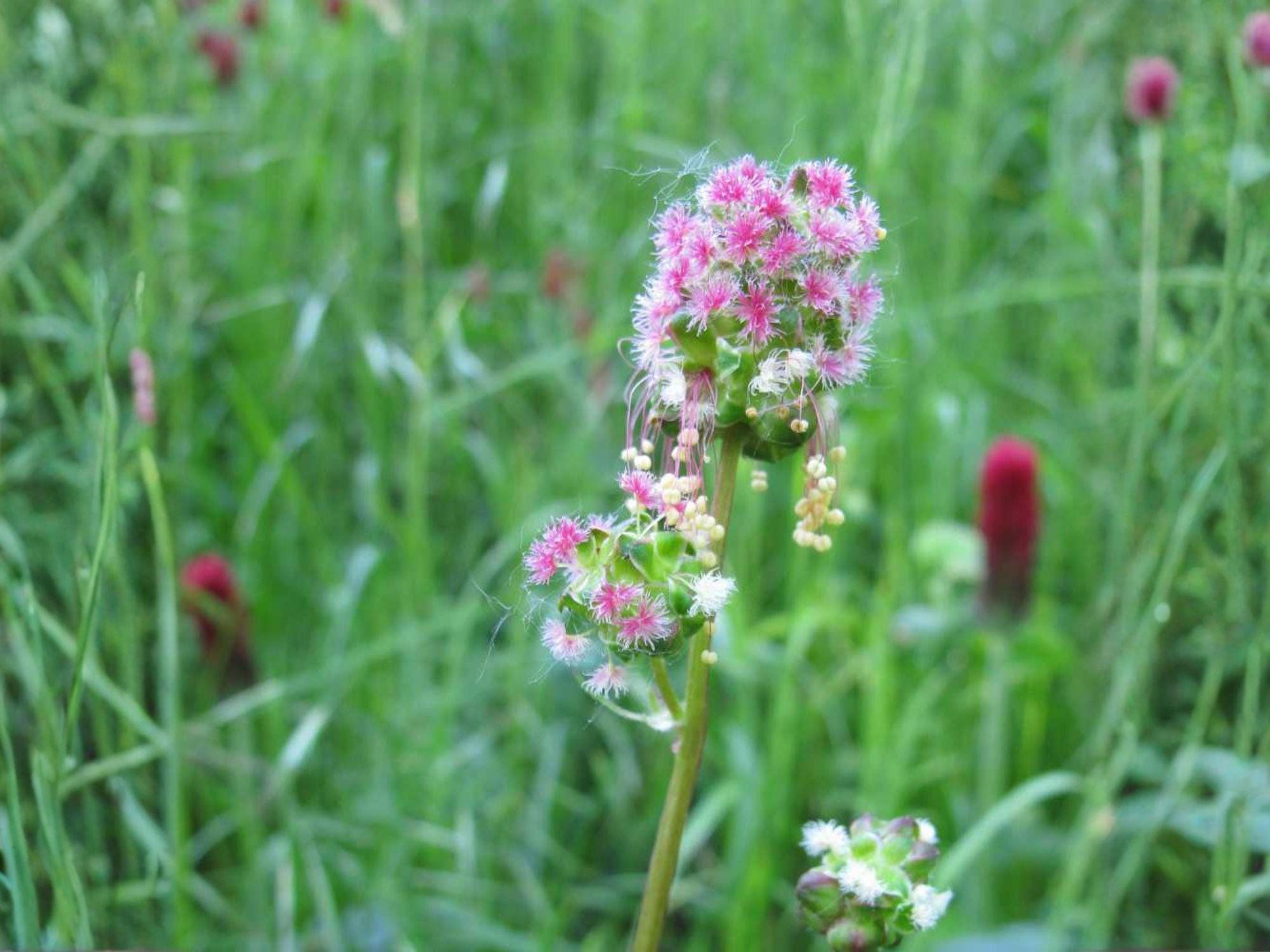Small Burnet Seeds – Heirloom Non-GMO Culinary Herb, Sanguisorba minor, Hardy Perennial, Open-Pollinated, Edible Landscape