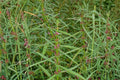 Scarlet Toothcup Seeds 1000 Ammannia coccinea Wetland Native Annual Plant for Pond Edges