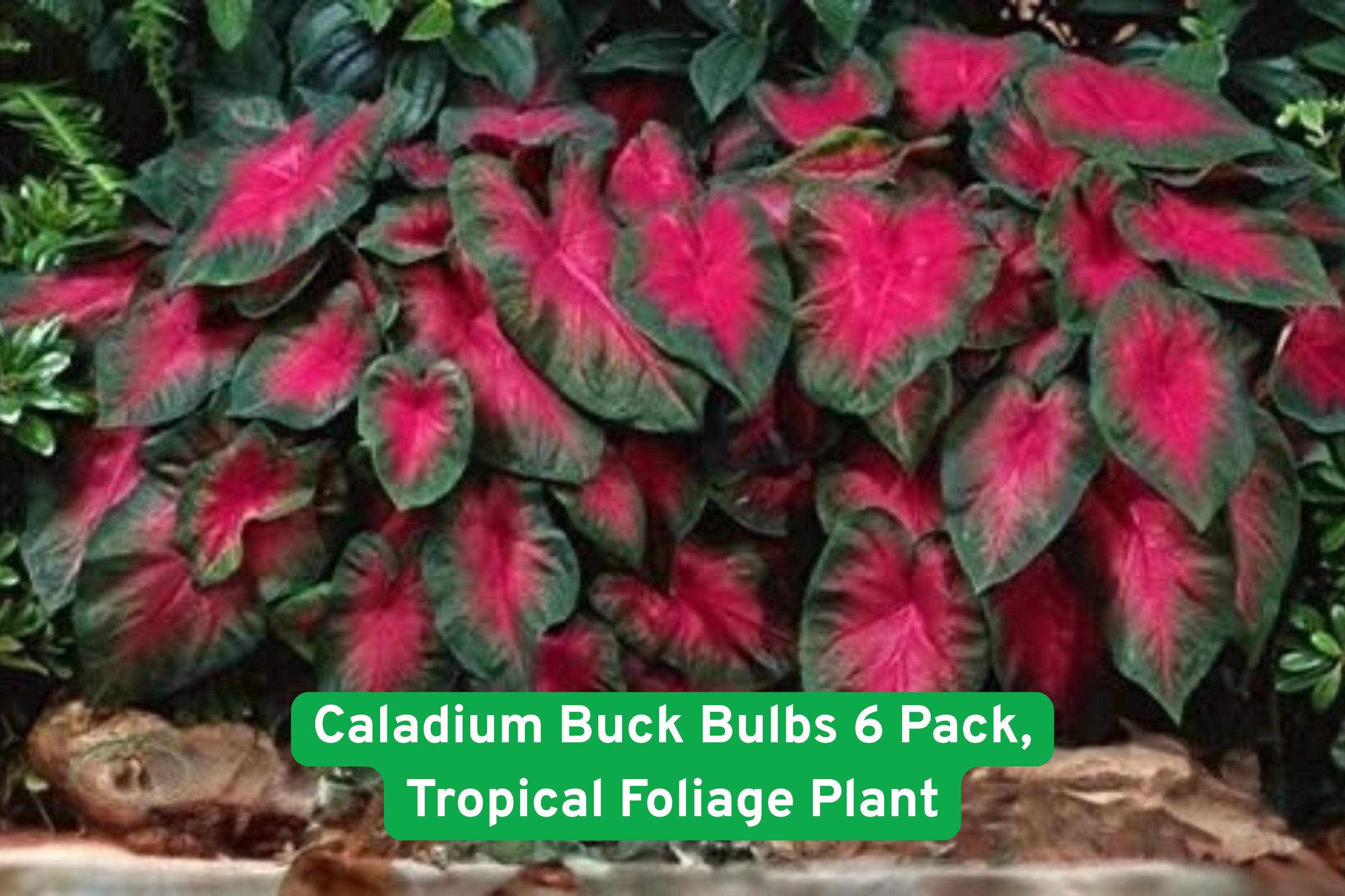 Caladium Buck Bulbs 6 Pack – Tropical Foliage Plant with Vibrant Multicolor Leaves for Shade Gardens, Containers & Borders