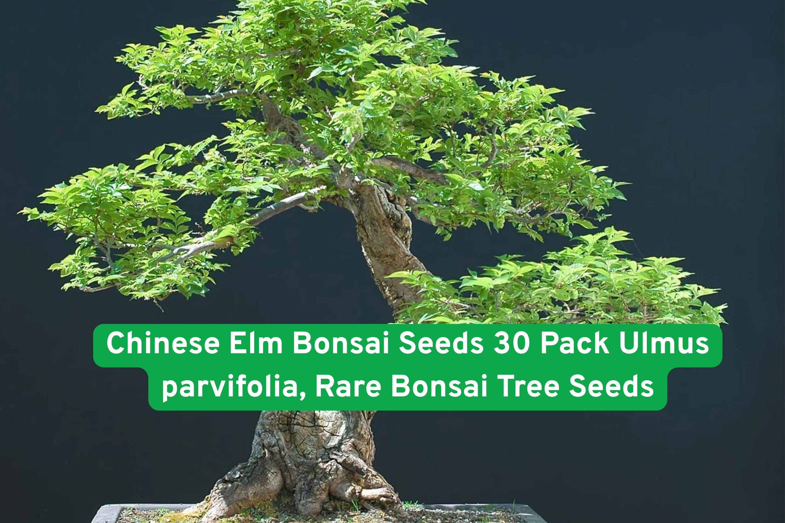 Chinese Elm Bonsai Seeds, Ulmus parvifolia, Beginner-Friendly, 30 Pack for Indoor & Outdoor Bonsai Cultivation