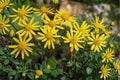 Golden Ragwort Seeds Packera aurea Herbaceous Perennial Bright Yellow Wildflower for Garden, Meadow, Woodland Edges