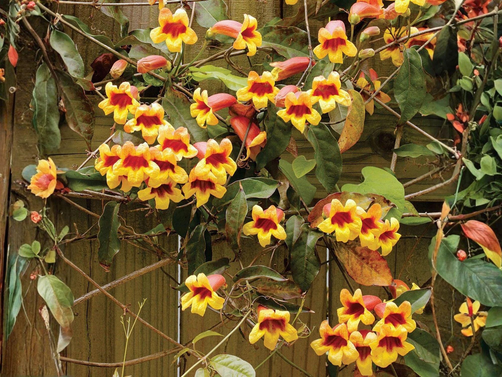 Live Crossvine Plants – Tangerine Beauty Trumpet Flower Climbing Vine, Bignonia capreolata, 2–4 Inches Tall