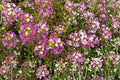 Pink Sweet Alyssum Seeds – Lobularia maritima, Compact Annual with Soft Pink Clusters, Ground Cover & Border Plant