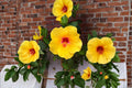 Hardy Yellow Rose of Sharon Seeds – Hibiscus hamabo Deciduous Shrub with Yellow Flowers for Garden Borders and Hedges