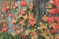 Virginia Creeper Seeds – Parthenocissus quinquefolia Climbing Vine for Garden, Fences & Ground Cover
