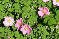 Common Wild Rose Seeds – Rosa woodsii – Pink Flowers, Native Deciduous Shrub, Prairie & Landscape Plant