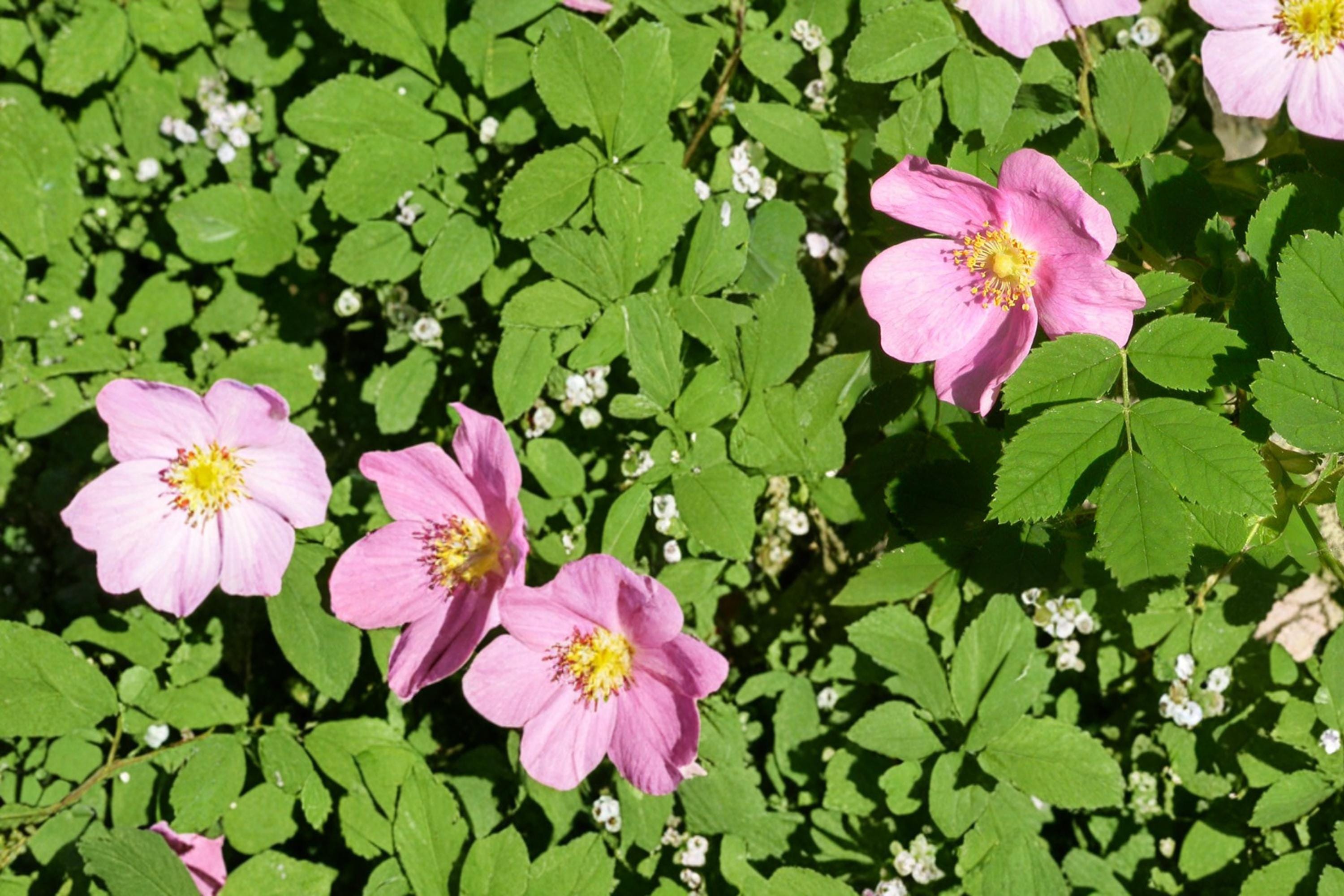 Common Wild Rose Seeds – Rosa woodsii – Pink Flowers, Native Deciduous Shrub, Prairie & Landscape Plant